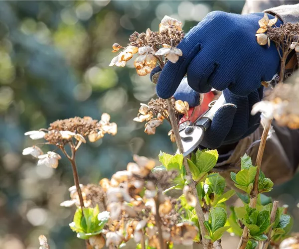 - Alte Blütenstände machen Platz für neue Blüten  - Alte Blütenstände machen Platz für neue Blüten