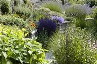 - Das Staudenbeet – ein Blütenmeer im Garten  - Das Staudenbeet – ein Blütenmeer im Garten