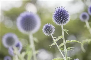 Echinops ritro - Kugeldistel Echinops ritro - Kugeldistel