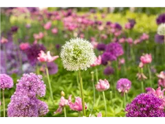 Allium stipitatum 'Mount Everest' - Garten-Zier-Lauch 'Mount Everest' Allium stipitatum 'Mount Everest' - Garten-Zier-Lauch 'Mount Everest'