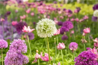 Allium stipitatum 'Mount Everest' - Garten-Zier-Lauch 'Mount Everest' Allium stipitatum 'Mount Everest' - Garten-Zier-Lauch 'Mount Everest'