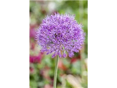 Allium 'Purple Rain' - Zierlauch 'Purple Rain' Allium 'Purple Rain' - Zierlauch 'Purple Rain'