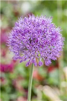 Allium 'Purple Rain' - Zierlauch 'Purple Rain' Allium 'Purple Rain' - Zierlauch 'Purple Rain'