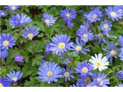 Anemone blanda 'Blue Shades' - Garten-Strahlen-Windröschen 'Blue Shades' Anemone blanda 'Blue Shades' - Garten-Strahlen-Windröschen 'Blue Shades'