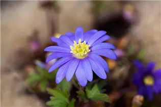Anemone blanda 'Blue Shades' - Garten-Strahlen-Windröschen 'Blue Shades' Anemone blanda 'Blue Shades' - Garten-Strahlen-Windröschen 'Blue Shades'