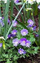 Anemone blanda 'Blue Shades' - Garten-Strahlen-Windröschen 'Blue Shades' Anemone blanda 'Blue Shades' - Garten-Strahlen-Windröschen 'Blue Shades'