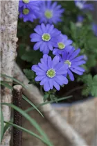 Anemone blanda - Strahlen-Windröschen Anemone blanda - Strahlen-Windröschen