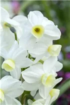 Blumenzwiebeln - Narzissen Minnow x10