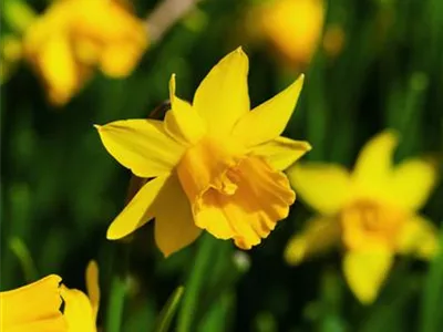Narcissus cyclamineus 'Tête à Tête' - Alpenveilchenartige Garten-Narzisse 'Tête à Tête' Narcissus cyclamineus 'Tête à Tête' - Alpenveilchenartige Garten-Narzisse 'Tête à Tête'