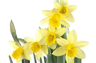 Narcissus cyclamineus - Alpenveilchen-Narzisse Narcissus cyclamineus - Alpenveilchen-Narzisse