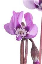 Cyclamen coum - Frühlings-Alpenveilchen