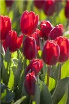 Blumenzwiebeln - Tulpen Couleur Cardinal x10