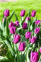Blumenzwiebeln - Tulpen Purple Prince x10
