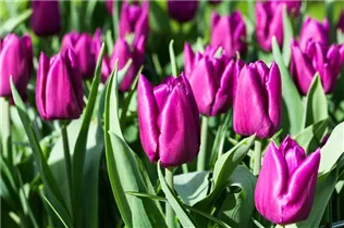 Blumenzwiebeln - Tulpen Purple Prince x10