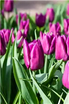 Blumenzwiebeln - Tulpen Purple Prince x10