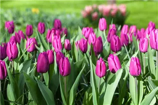 Blumenzwiebeln - Tulpen Purple Prince x10