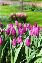 Blumenzwiebeln - Tulpen Purple Prince x10