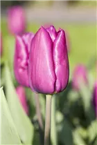 Blumenzwiebeln - Tulpen Purple Prince x10