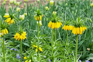 Blumenzwiebeln - Fritillaria Lutea x1