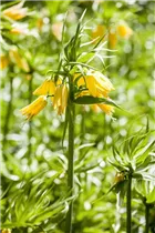 Blumenzwiebeln - Fritillaria Lutea x1