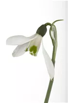 Blumenzwiebeln - Galanthus nivalis einfach x10