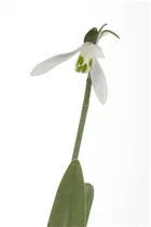 Blumenzwiebeln - Galanthus nivalis einfach x10