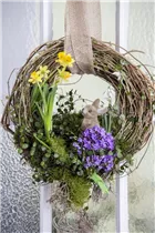 Campanula portenschlagiana 'Get Mee'® - Polster-Glockenblume 'Get Mee'®