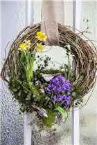 Campanula portenschlagiana 'Get Mee'® - Polster-Glockenblume 'Get Mee'®