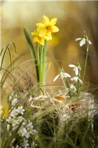 Galanthus nivalis - Kleines Schneeglöckchen
