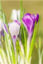 Blumenzwiebeln - Krokus King of the Striped x20