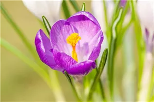 Blumenzwiebeln - Krokus King of the Striped x20