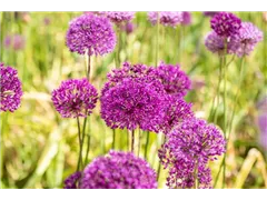 Allium aflatunense 'Purple Sensation' - Garten-Kugel-Lauch 'Purple Sensation' Allium aflatunense 'Purple Sensation' - Garten-Kugel-Lauch 'Purple Sensation'