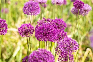 Allium aflatunense 'Purple Sensation' - Garten-Kugel-Lauch 'Purple Sensation' Allium aflatunense 'Purple Sensation' - Garten-Kugel-Lauch 'Purple Sensation'