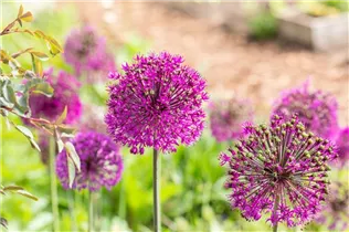 Allium aflatunense 'Purple Sensation' - Garten-Kugel-Lauch 'Purple Sensation' Allium aflatunense 'Purple Sensation' - Garten-Kugel-Lauch 'Purple Sensation'