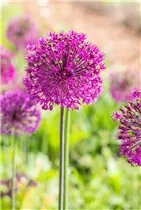 Allium aflatunense 'Purple Sensation' - Garten-Kugel-Lauch 'Purple Sensation' Allium aflatunense 'Purple Sensation' - Garten-Kugel-Lauch 'Purple Sensation'