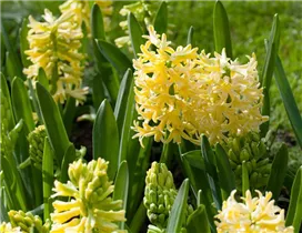 Blumenzwiebeln - Hyazinthe City of Haarlem x5 Blumenzwiebeln - Hyazinthe City of Haarlem x5