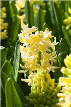 Blumenzwiebeln - Hyazinthe City of Haarlem x5 Blumenzwiebeln - Hyazinthe City of Haarlem x5