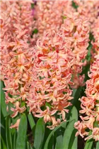 Hyacinthus orientalis 'Gipsy Queen' - Hyazinthe 'Gipsy Queen' Hyacinthus orientalis 'Gipsy Queen' - Hyazinthe 'Gipsy Queen'