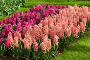 Hyacinthus orientalis 'Gipsy Queen' - Hyazinthe 'Gipsy Queen' Hyacinthus orientalis 'Gipsy Queen' - Hyazinthe 'Gipsy Queen'
