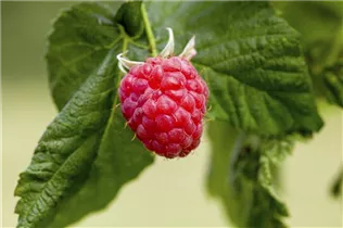 - Rubus idaeus 'Lucky Berry'®  - Rubus idaeus 'Lucky Berry'®