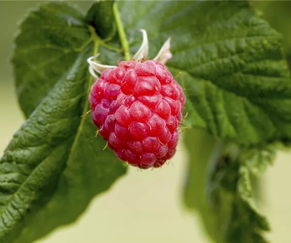 - Naschen ohne Ende – Rückschnitt für Beerensträucher  - Naschen ohne Ende – Rückschnitt für Beerensträucher