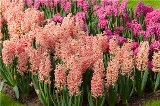 Hyacinthus orientalis 'Gipsy Queen' - Hyazinthe 'Gipsy Queen' Hyacinthus orientalis 'Gipsy Queen' - Hyazinthe 'Gipsy Queen'