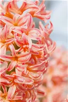 Hyacinthus orientalis 'Gipsy Queen' - Hyazinthe 'Gipsy Queen' Hyacinthus orientalis 'Gipsy Queen' - Hyazinthe 'Gipsy Queen'