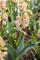 Hyacinthus orientalis 'Gipsy Queen' - Hyazinthe 'Gipsy Queen' Hyacinthus orientalis 'Gipsy Queen' - Hyazinthe 'Gipsy Queen'
