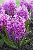 Blumenzwiebeln - Hyazinthe Pink Pearl x5 Blumenzwiebeln - Hyazinthe Pink Pearl x5