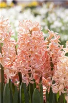 Blumenzwiebeln - Hyazinthe Pink Pearl x5 Blumenzwiebeln - Hyazinthe Pink Pearl x5
