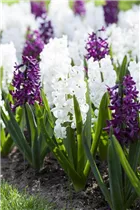 Blumenzwiebeln - Hyazinthe Carnegie x5