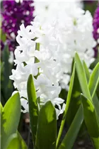 Blumenzwiebeln - Hyazinthe Carnegie x5