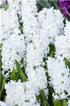 Blumenzwiebeln - Hyazinthe Carnegie x5
