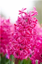 Hyacinthus orientalis 'Jan Bos' - Hyazinthe 'Jan Bos'